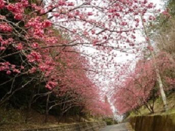 歌野の桜