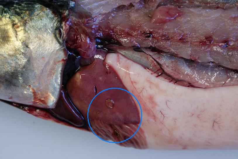 サバの内臓についたアニサキスの画像