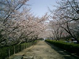 戦場ヶ原公園　桜の季節