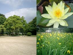 住吉公園　広場と花