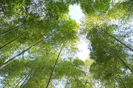 竹林の中から空を見上げている画像