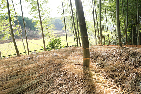 竹林に藁が敷き詰められている画像