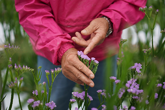 スターチスの花を持っている舩越義彦さんの手元の画像