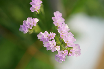 薄紫色のスターチスの花のアップ画像