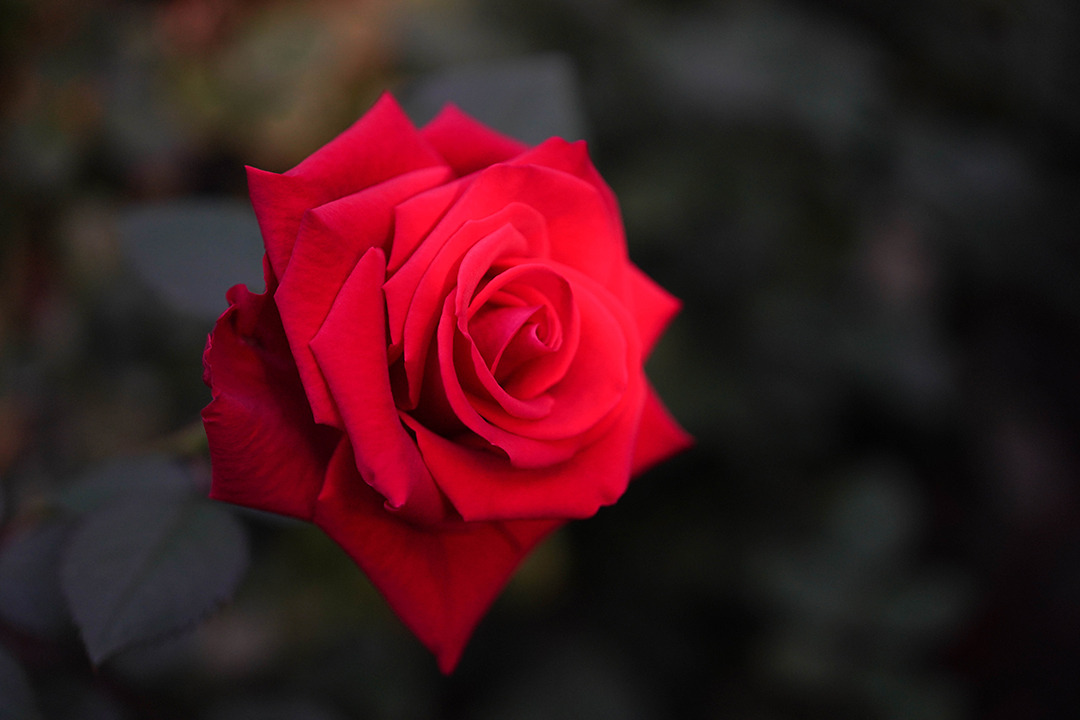 １輪の赤いバラの画像