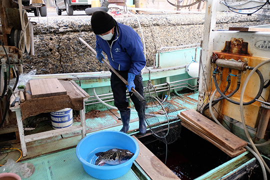 船の活け間から網でトラフグをすくい出す中島豊さんの画像