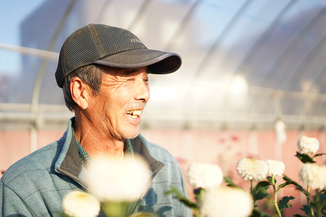 ハウスの中で菊の花越しに笑う植田さんの横顔の画像