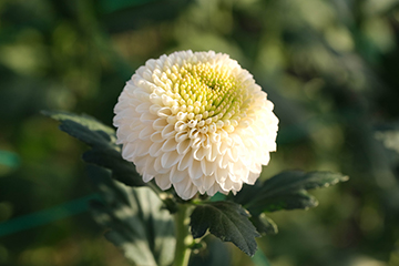 白い菊(ピンポンマム)の画像
