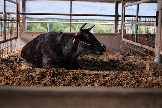 牛舎の中で座っている黒毛和牛の画像
