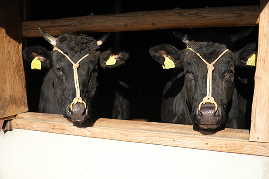 牛舎から顔を出す２頭の黒毛和牛の画像