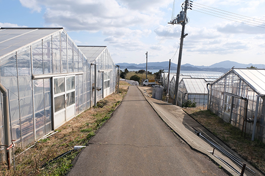 両側にビニールハウスが立ち並ぶ六連島の小道の画像