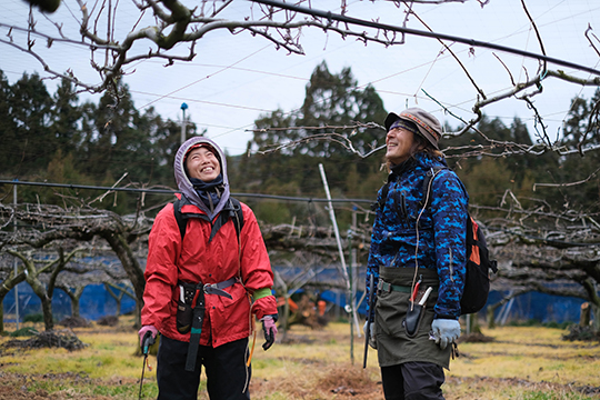 梨園で枝を見上げる２人のスタッフの画像