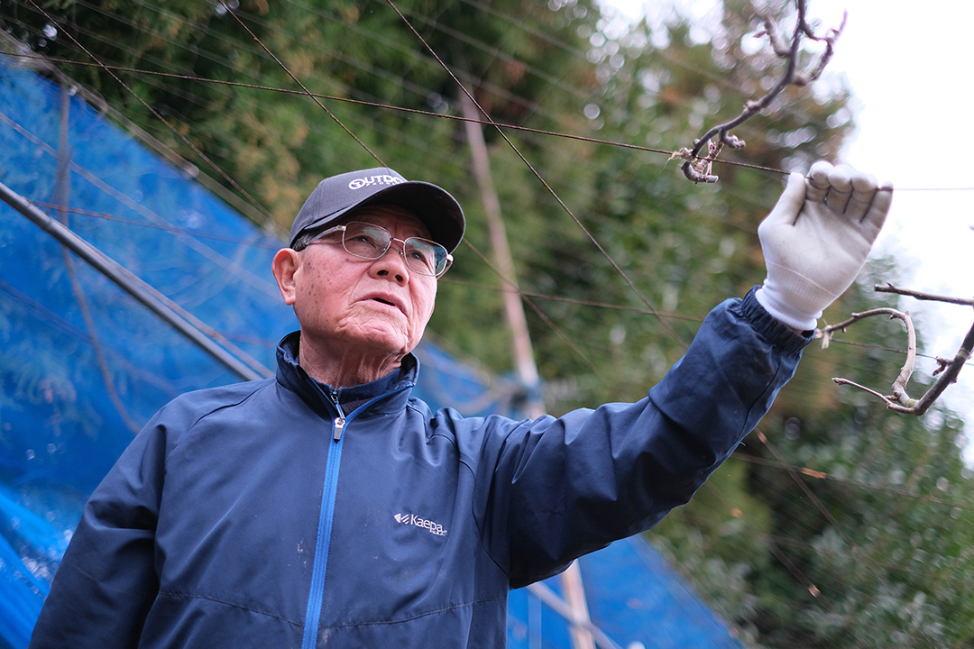 梨の木の選定について説明している河田征四郎さんの画像