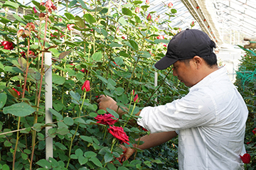 背丈以上の高さに育っている赤いバラを手入れしている西村さんの横顔の画像