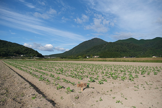 植えてから１ヶ月くらいのはなっこりー 畑の画像