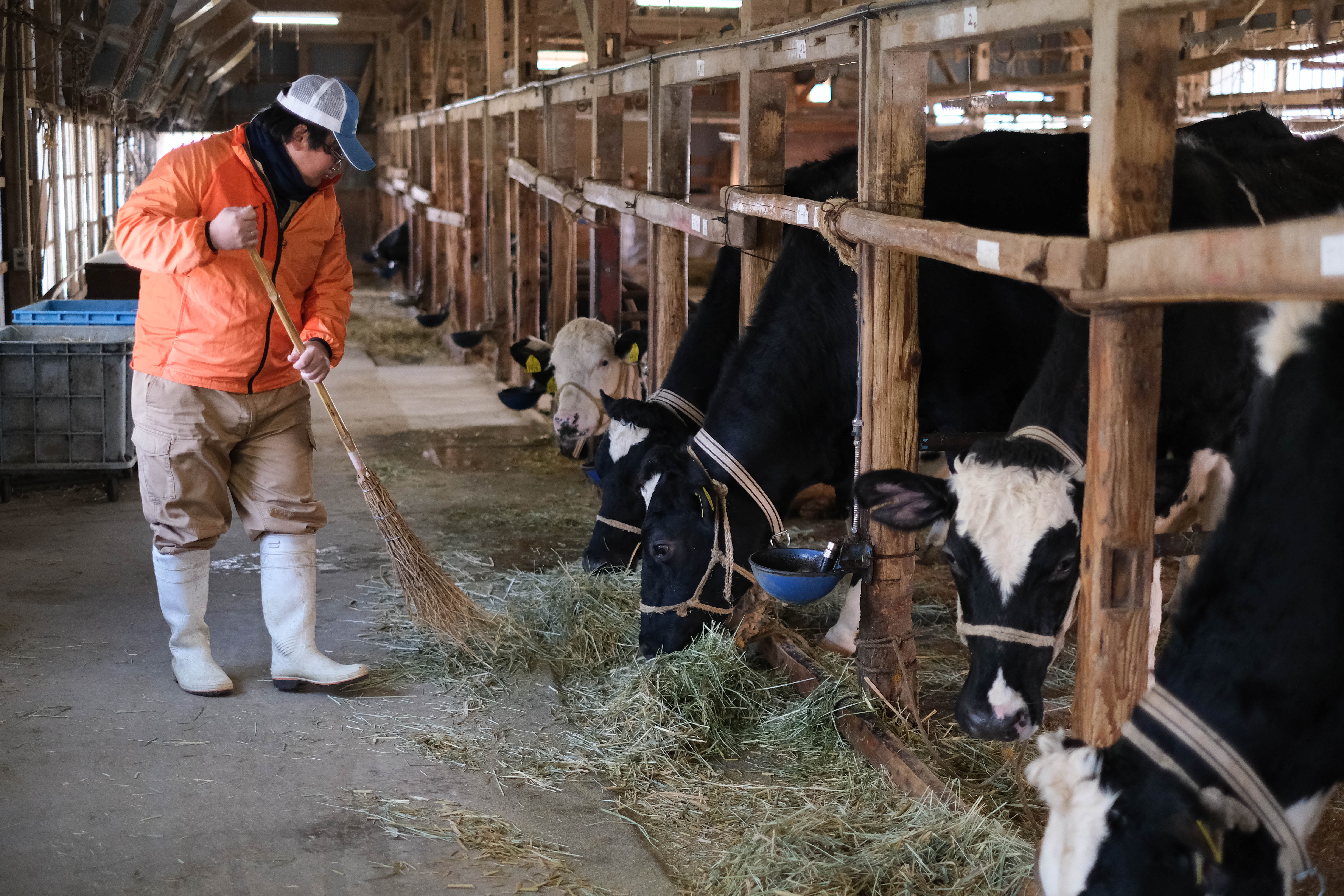 牛舎の中で柵の中に並んでいる牛たちが藁を食べようとしているそばでほうきを持った冨永さんが立っている画像