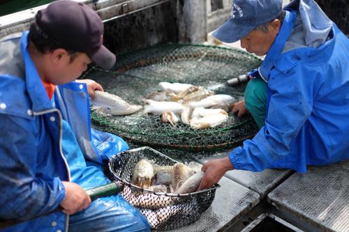 船の上で船倉からコウイカを網ですくっている梅野さん親子の画像