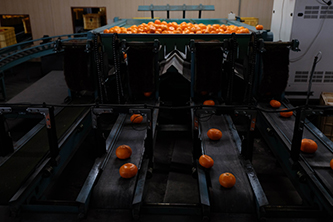 選果場の機械で選別されているミカンの画像