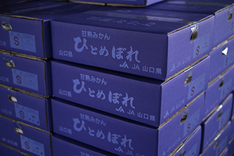 下関のブランドミカン「完熟ミカンひとめぼれ」の紫色の箱がたくさん積み上げてある画像