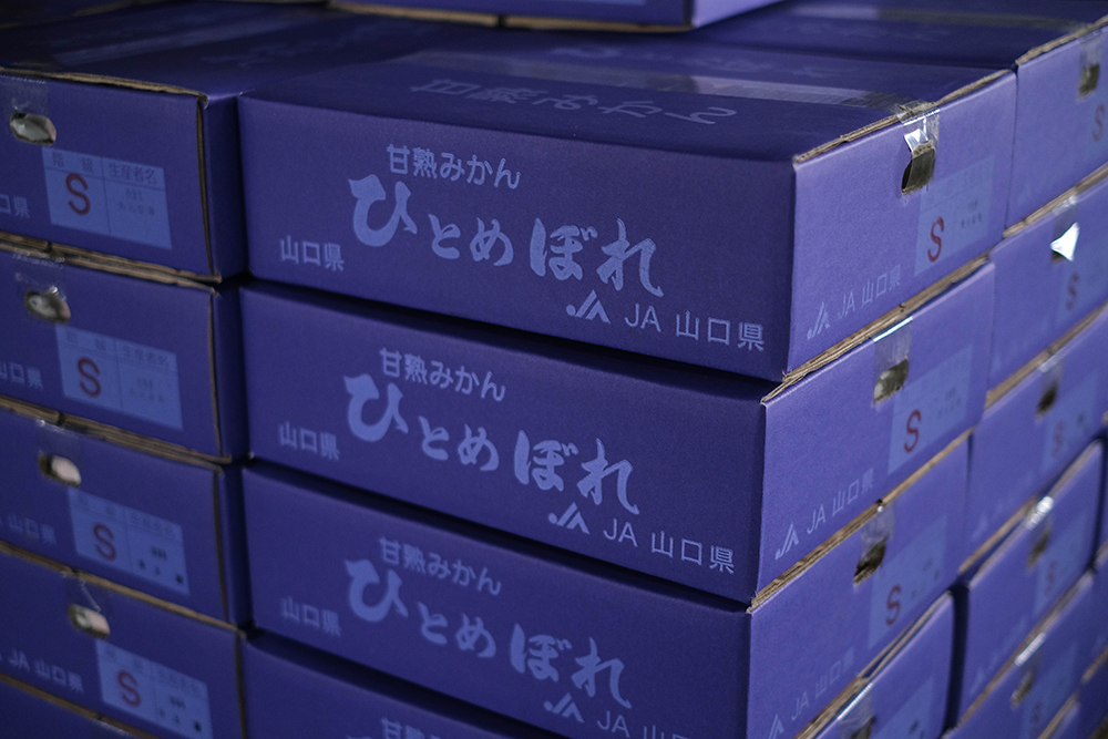 下関のブランドミカンひとめぼれの紫色の箱がたくさん積まれている画像