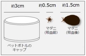 ダニについて