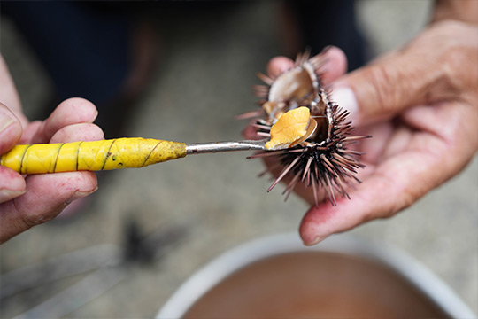 ウニの生殖腺で精巣と卵巣）の部分を耳かきのような道具で掻き出す作業