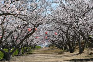 戦場ヶ原公園満開時の写真