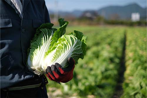 収穫したミニ白菜を手にもった写真