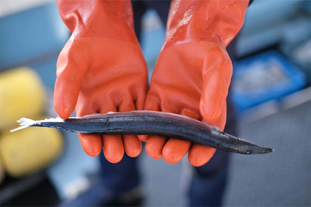 漁で釣った魚を手に持っている写真