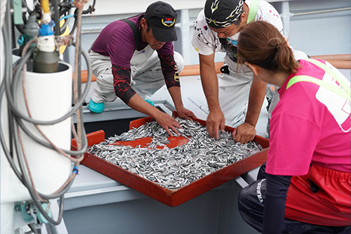 獲った魚をチェックする漁師のみなさん