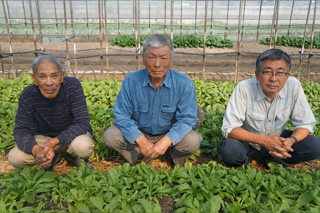 ローマの栽培ハウスの中での池本誠実（もとみ）さん、田上常啓さん、浜野浅夫さん