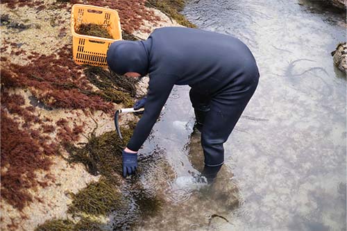 足首まで海水に浸かりながらヒジキを採取する益田さん