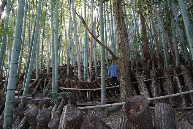 竹林の中にある原木シイタケの圃場