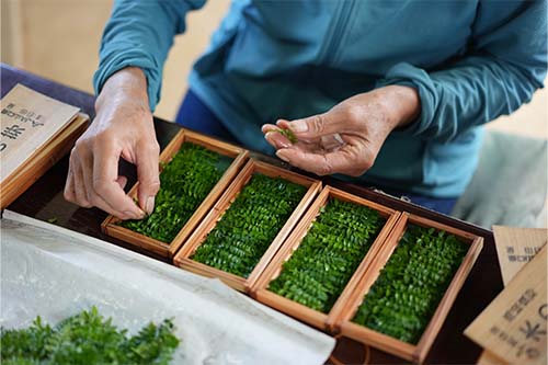 「木の芽」の箱詰め作業の様子