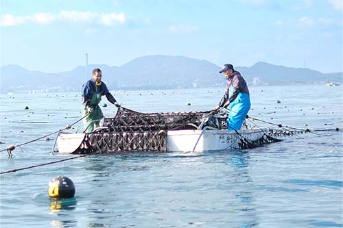 海苔ヒビ」と呼ばれる養殖用の網が貼られた場所で作業を行うみなさん