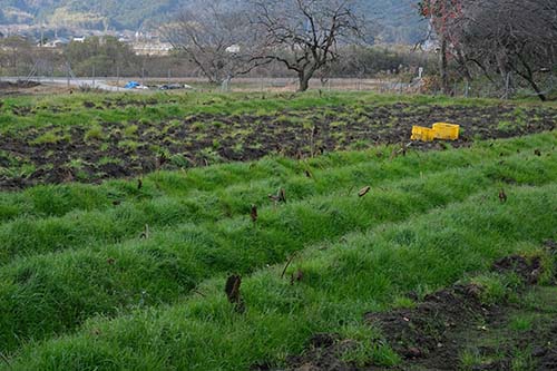 丈の短い草に覆われた収穫時期の海老芋畑