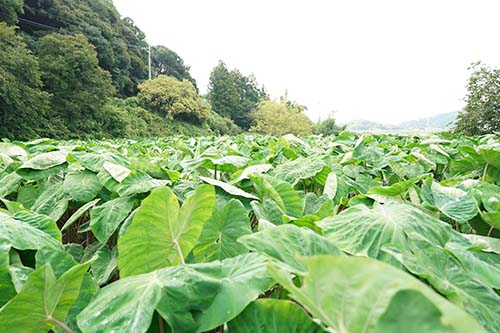 丸い葉っぱが茂り一面緑の海老芋畑