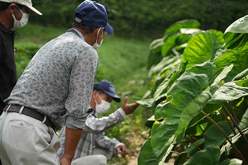 海老芋畑で作業するメンバーのみなさん