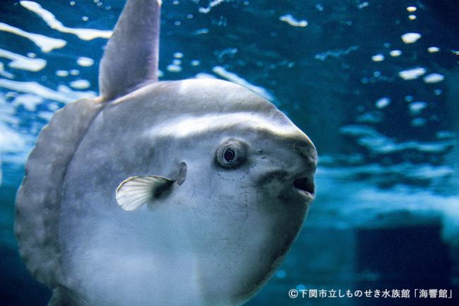 フグの仲間　マンボウの写真