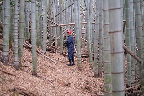 放置された竹林の写真