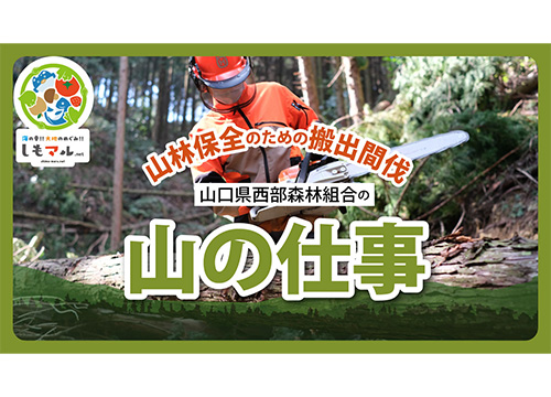 山林保全のための搬出間伐 山口県西部森林組合