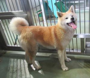 犬
