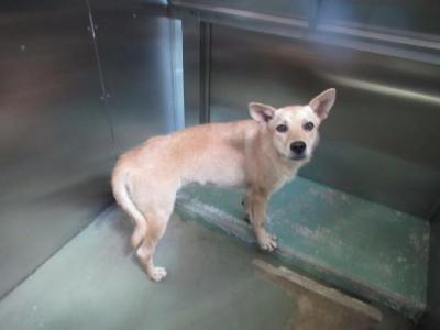 犬