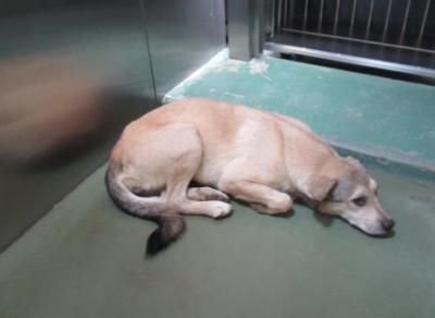 犬