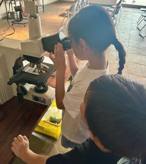 微生物の顕微鏡観察