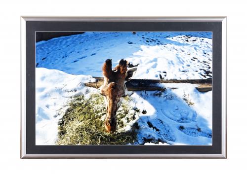 キリンなのだ!!