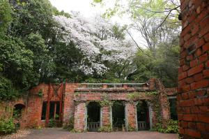seiyoukansakura