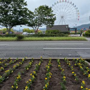 植え付け後