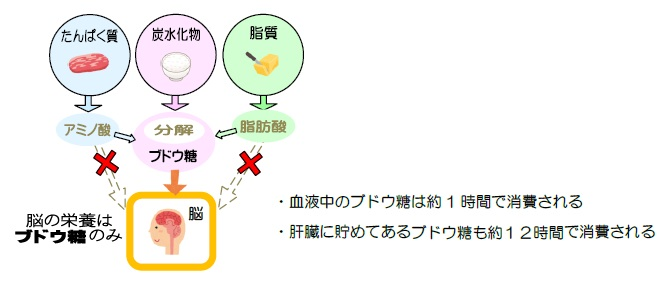 朝ごはんの大切さを知りましょう！(1)頭をしっかりと働かせるの画像