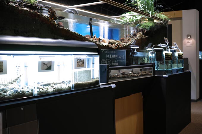 ゲンジボタルの生態水槽 | 豊田ホタルの里ミュージアム［展示物サイト］の画像3